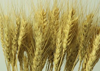 Cara Membuat Bunga Kering Ilalang