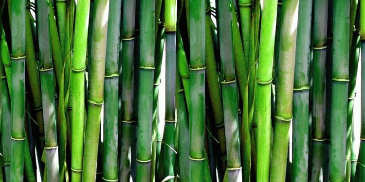 Manfaat Bambu untuk Mencegah Banjir dan Longsor I Credit : Pixabay.com