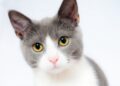 kenapa kucing tidak masuk surga